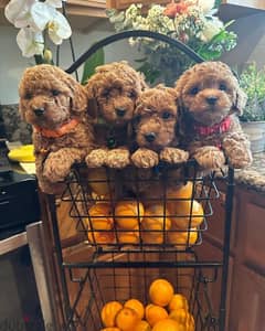 2male and 1 female Adorable Toy Poodle puppies for sell.