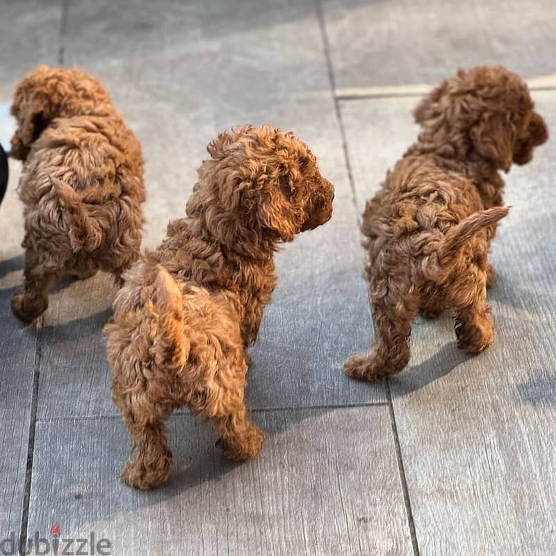 2male and 1 female Adorable Toy Poodle puppies for sell. 1