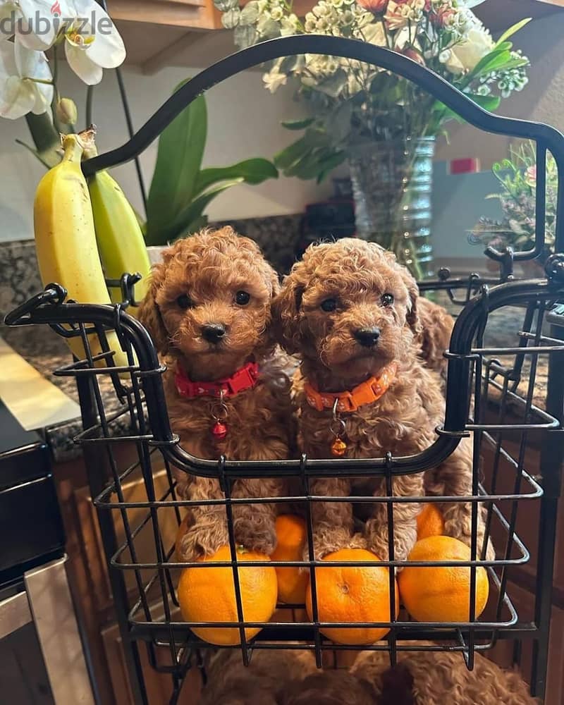 2male and 1 female Adorable Toy Poodle puppies for sell. 2