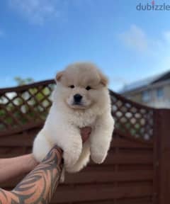 Whatsapp Me (+966 58392 1348) Chow Chow Puppies 0
