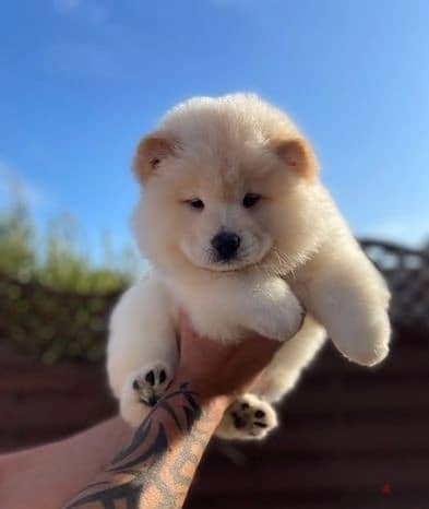 Whatsapp Me (+966 58392 1348) Chow Chow Puppies 1