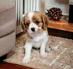 Whatsapp Me (+966 58899 3320) Cavalier King Spaniel Puppies 0