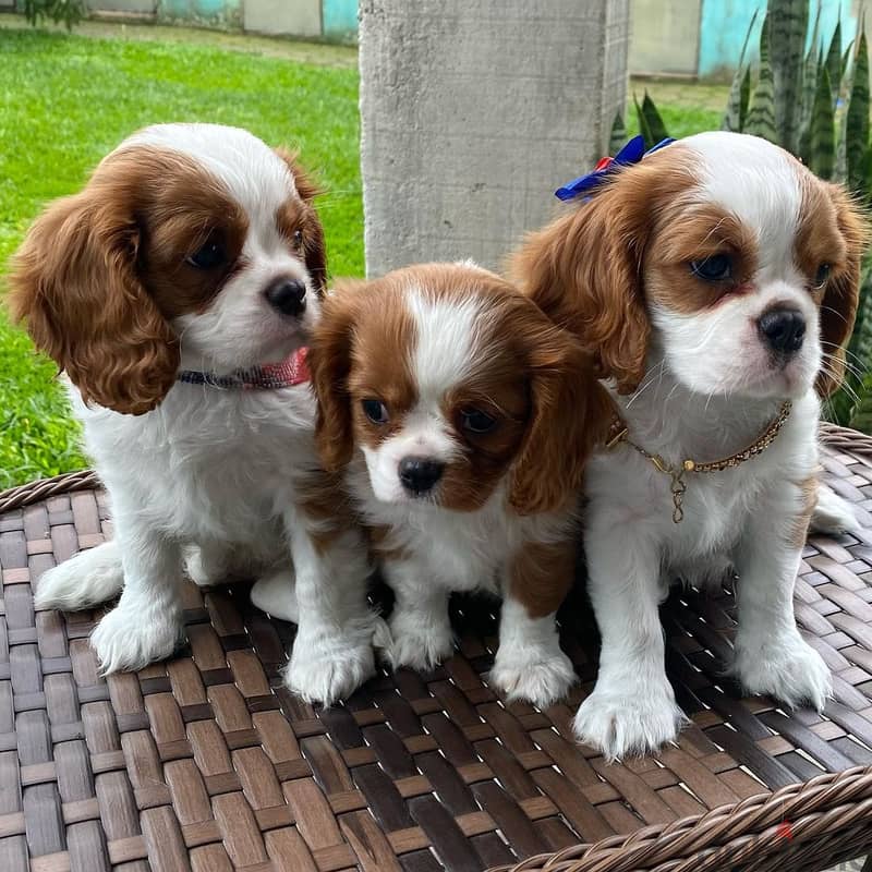 1 male, 2 female Cavalier King Charles Spaniel Puppies for Adoption 1