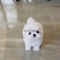 Toy Pomeranian puppies WhatsApp +971568830304