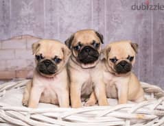 Fawn pug puppy's for sale 0
