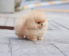 1 male Playful Teacup Pomeranian Puppy for adoption.