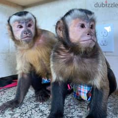 capuchin monkey // whatsapp +971 55 254 3679