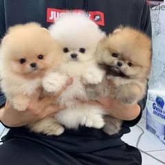 Pome_ranian puppies male and female