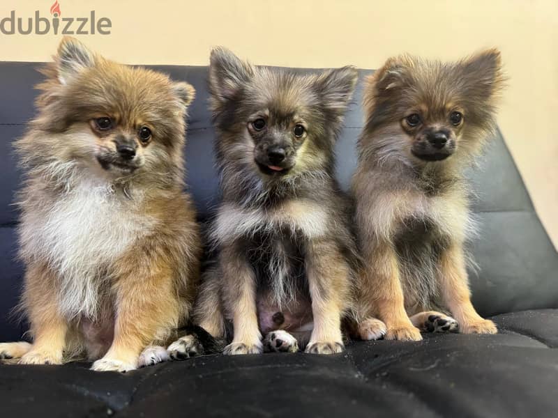 Pomeranian puppies 1