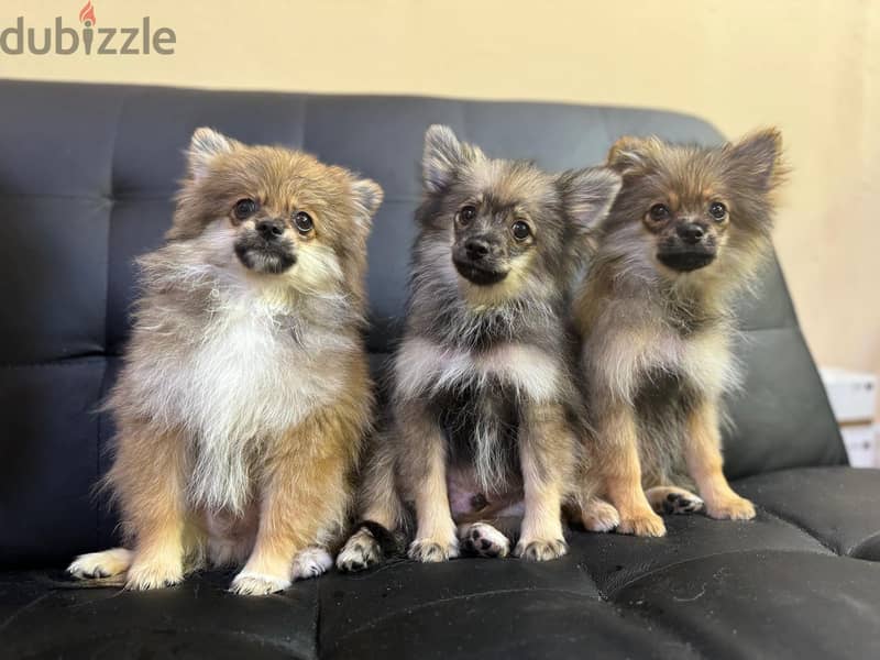 Pomeranian puppies 2