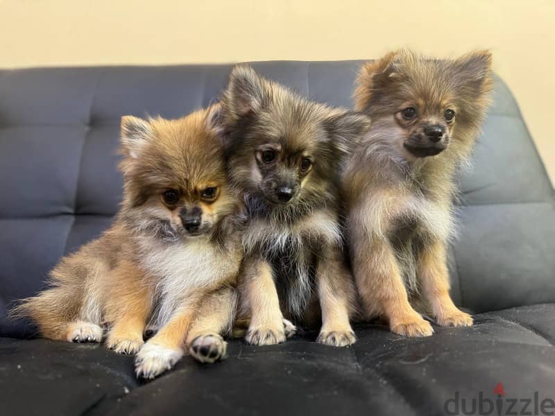 Pomeranian puppies 3