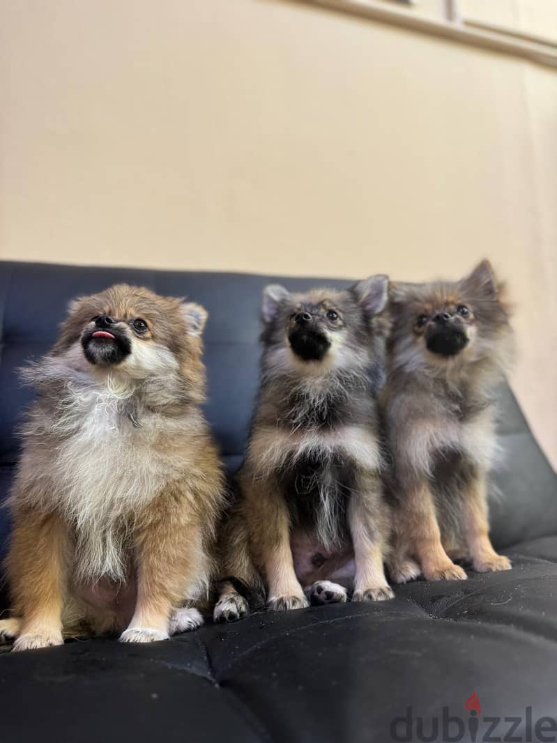 Pomeranian puppies 5