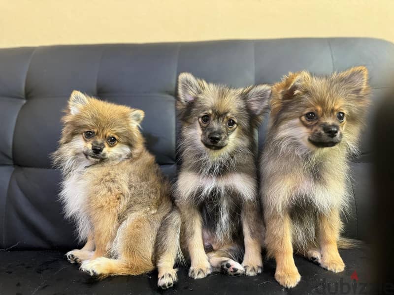 Pomeranian puppies 7