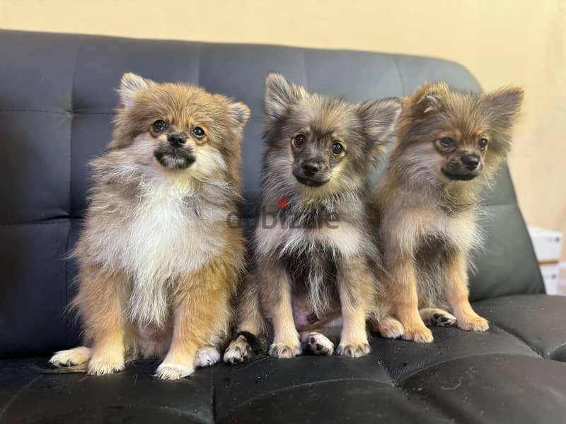 Pomeranian puppies 10