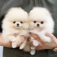lovely Pomen_ereian puppies