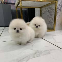Male & Female Pome_nerian puppies
