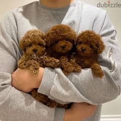Male and Female Poodle puppies
