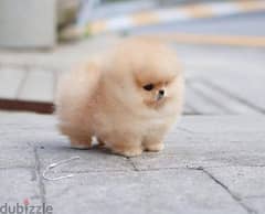 Tea Cup Pomeranian Puppy for adoption.