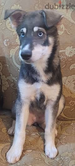 female puppy mix husky and German