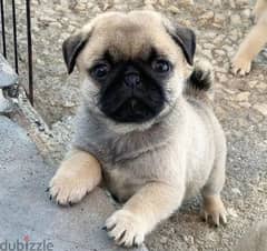 Pug Puppies for sale 0097451036100