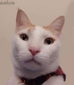 Can you give this cat a home.