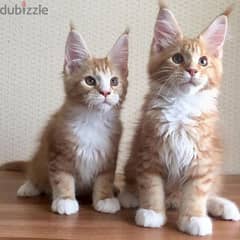 1 Male and 1 Female Maine coon kittens Available