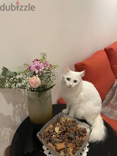 Turkish/Persian Cat