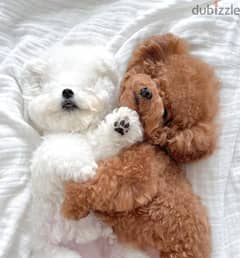 Male and Female Poodle puppies