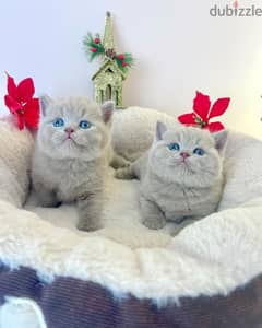 2 British Shorthair Kittens for Adoption