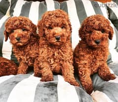 Poodle puppies Available//whatsapp +971552543579