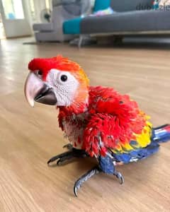Macaw parrot chicks WhatsApp +9710568830304