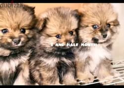 Pomeranian puppies 2 male 1 female available 5000 negotiable contact: