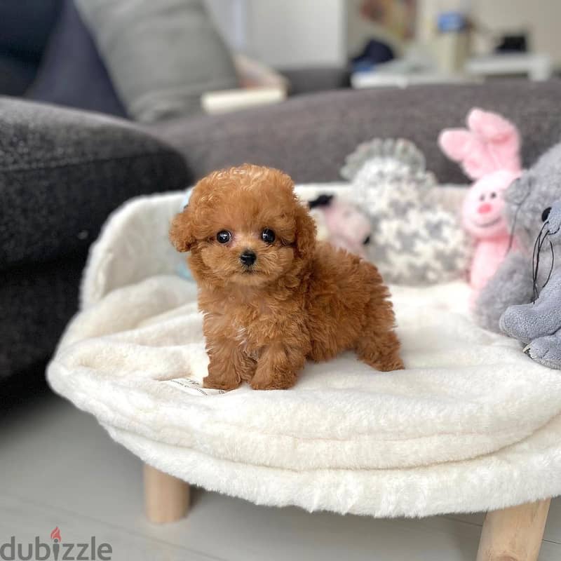 WhatsApp toy poodle puppy Whatsapp +4917629216066 0