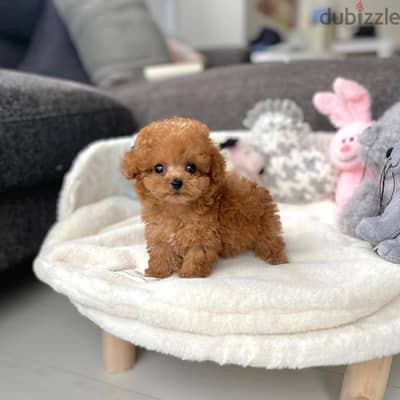 WhatsApp toy poodle puppy Whatsapp +4917629216066