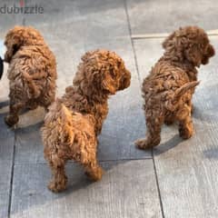toy poodle puppies 1 boy and 1 girl available for adoption.
