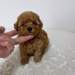 Male and female Poodle Puppies.