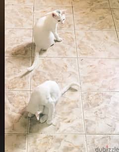 قطتين  ‏بيضاء