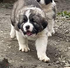 Whatsapp Me (+966 58899 3320) Caucasian Shepherd Puppies