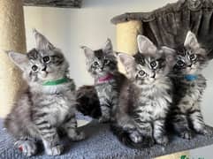 Whatsapp Me (+972 55507 4990) Maine Coon Cats