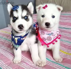 Siberian husky puppies// whatsapp  +971 55 254 3679