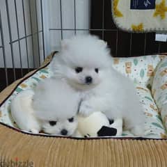 Home rasied with kids and Potty Trained Pome_ranian puppies