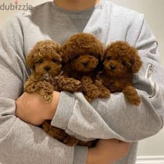 Poodle Puppies 0