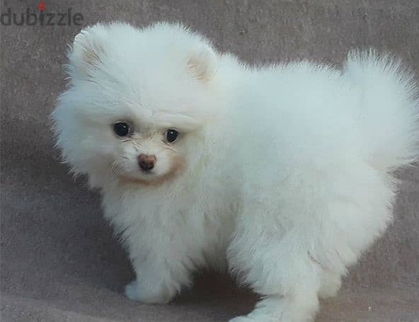 Purebred pomeranian Puppy For sale (Male & Female) 0