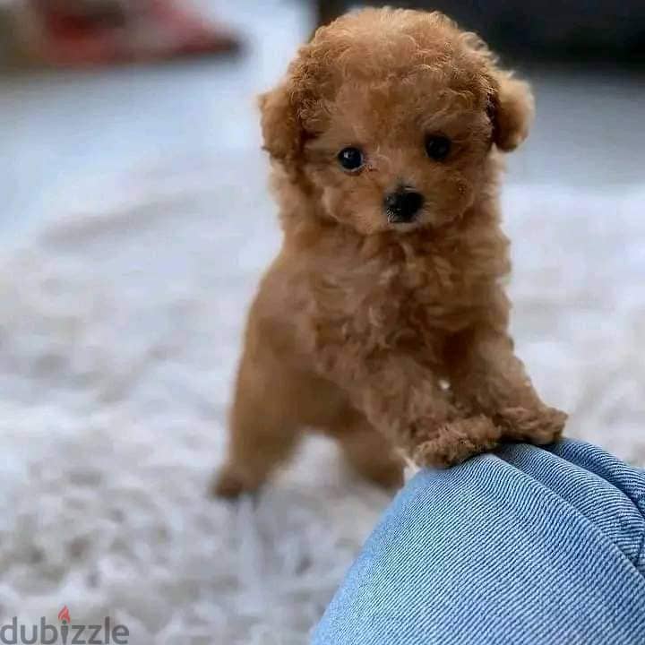 Poodle puppies 1