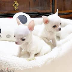 Chihuahua Puppies Available//  whatsapp +971 55 254 3679