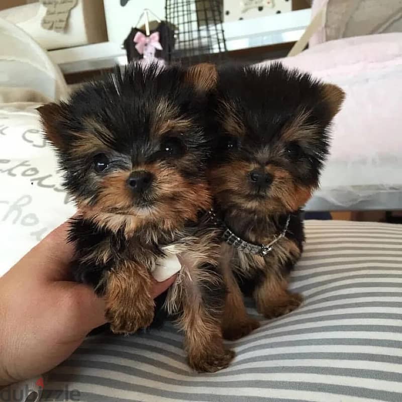 Male and Female Yorkie puppies For Adoption. 0