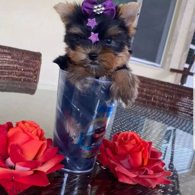 Male and Female Yorkie puppies For Adoption. 1