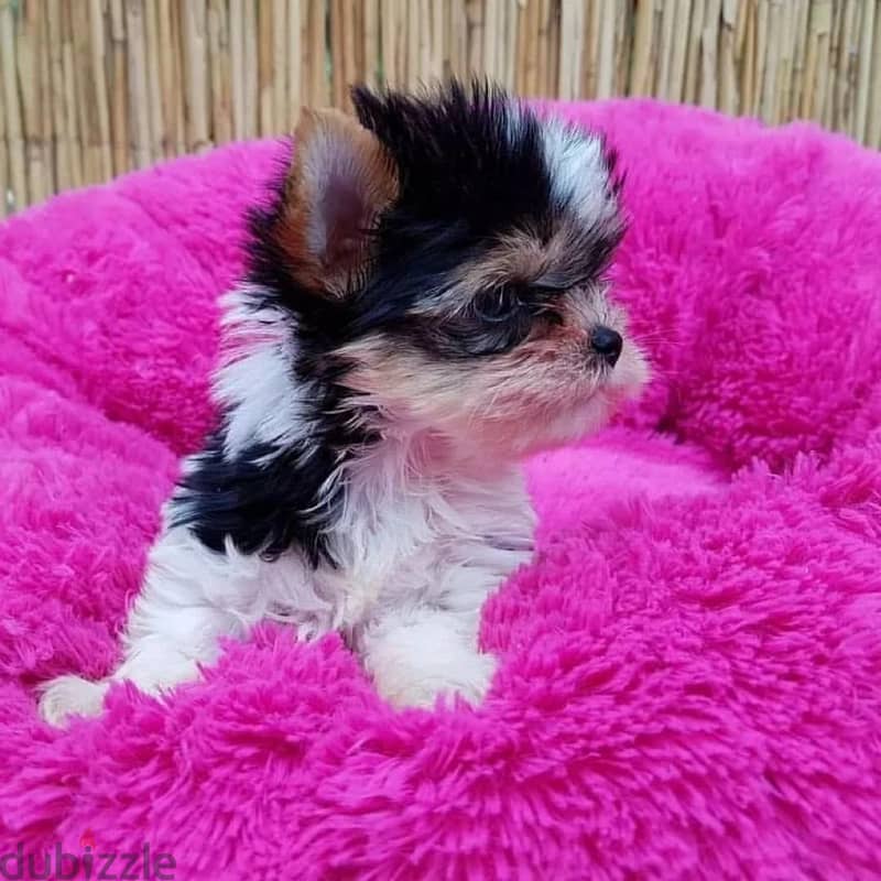 Male and Female Yorkie puppies For Adoption. 2