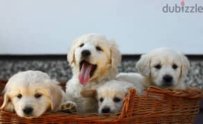 Toilet trained Golden Retriever puppies