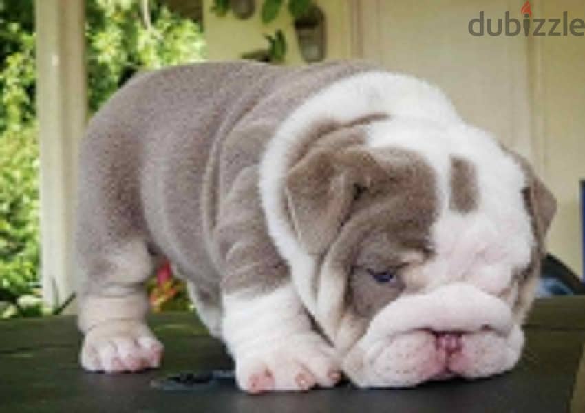 English Bulldog Puppies 0